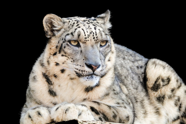 Snow Leopard (Panthera uncia) in the wild