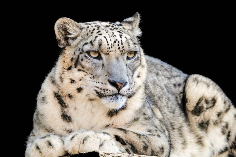 Snow Leopard (Panthera uncia) — Himalayas: Ladakh, Himachal Pradesh, Uttarakhand, Sikkim