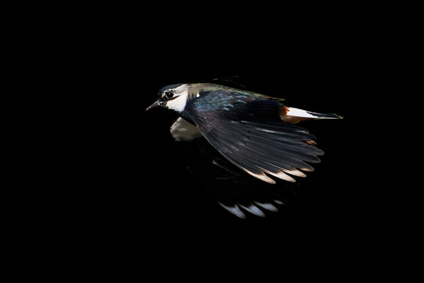 Northern Lapwing (Vanellus vanellus) in the wild