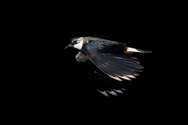 Northern Lapwing (Vanellus vanellus)              — Europe, Asia                                          