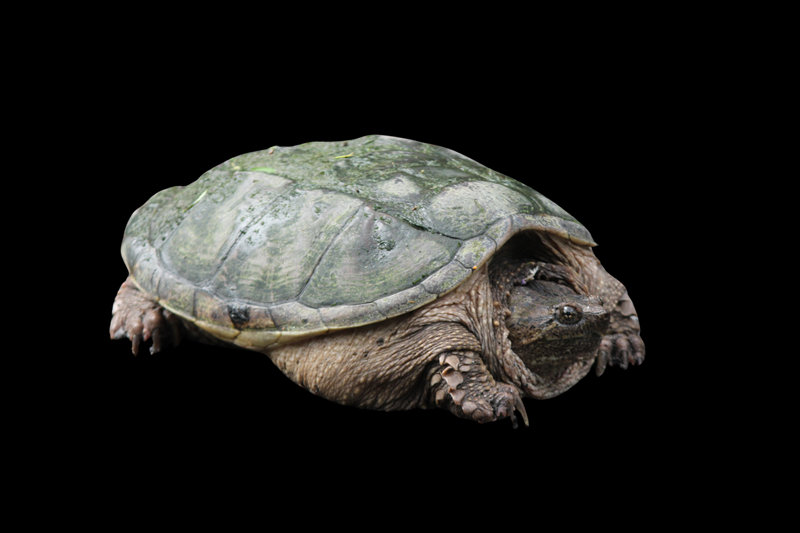 Snapping Turtle (Chelydra serpentina)