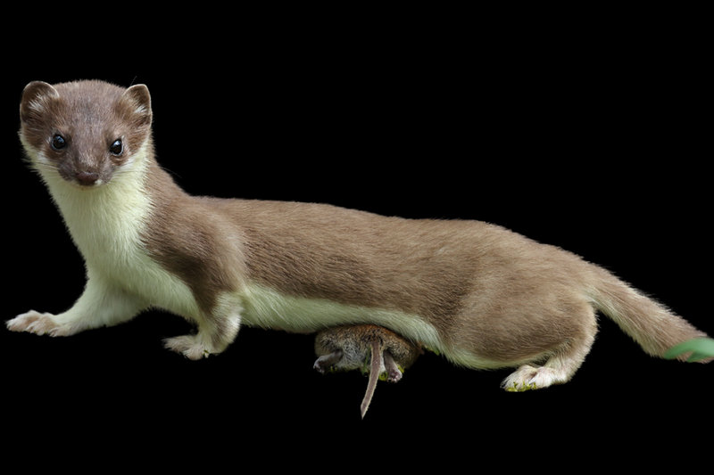 Stoat (Mustela erminea)
