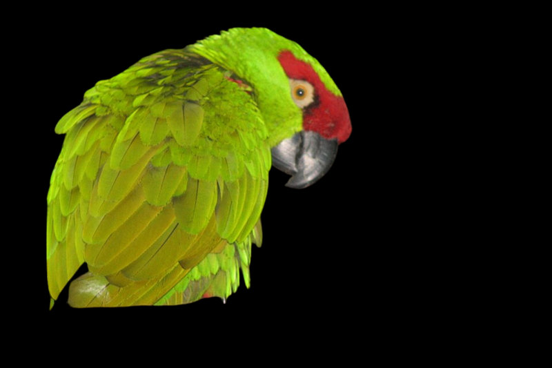 Thick-billed Parrot (Rhynchopsitta pachyrhyncha)