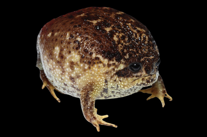 Cape Rain Frog (Breviceps gibbosus) — Southwestern South Africa