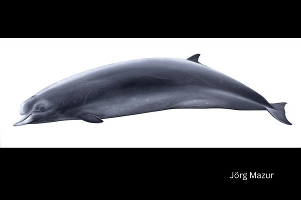 Northern Bottlenose Whale (Hyperoodon ampullatus) in the wild