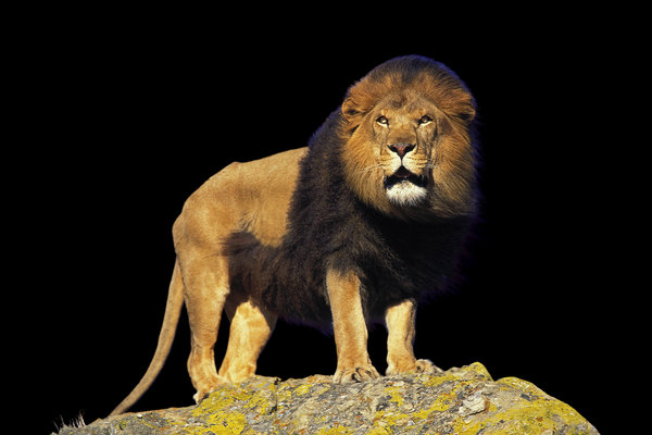 Lion (Panthera leo) in the wild