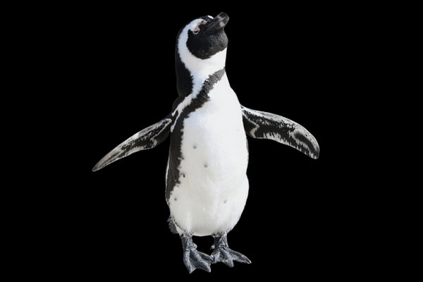 African Penguin (Spheniscus demersus) in the wild