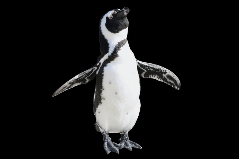 African Penguin (Spheniscus demersus) — South Africa and Namibia coasts