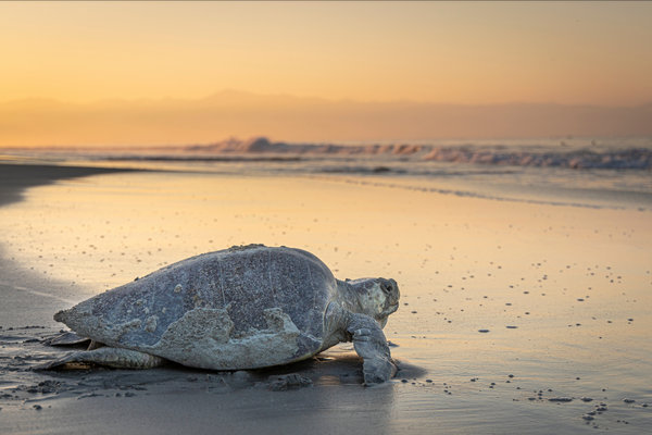 Olive Ridley Sea Turtle (Lepidochelys olivacea) in the wild