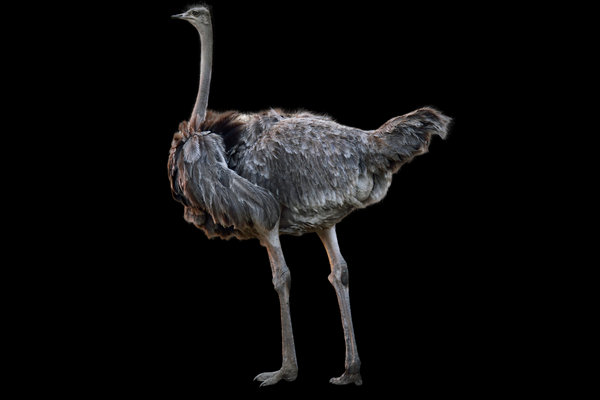 Ostrich (Struthio camelus) in the wild