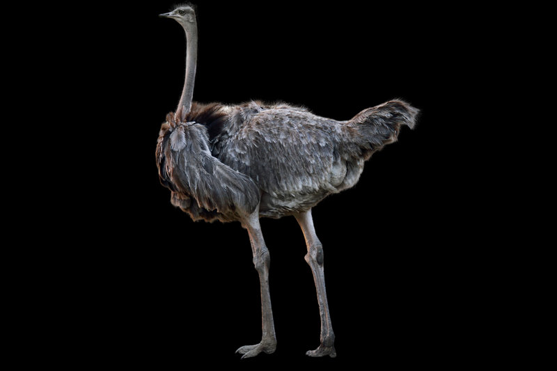Ostrich (Struthio camelus) — Sub-Saharan Africa, some North African relics