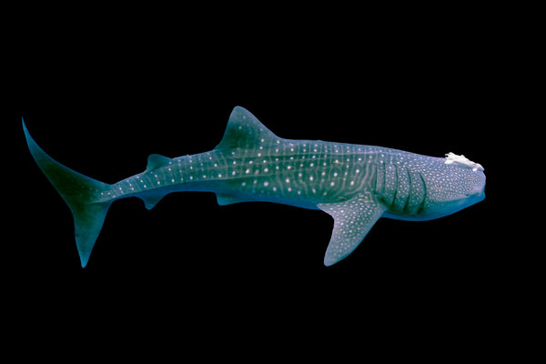Whale Shark (Rhincodon typus) in the wild