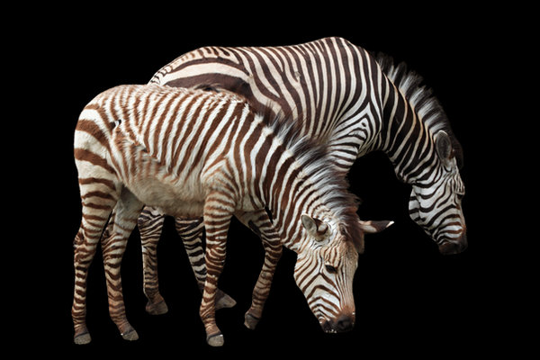 Hartmann's Mountain Zebra (Equus zebra hartmannae) in the wild