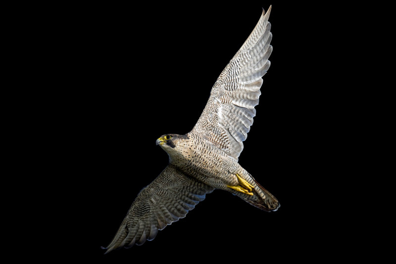 Peregrine Falcon (Falco peregrinus)              