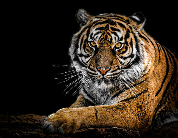 Bengal Tiger (Panthera tigris tigris) in the wild