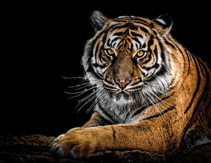 Bengal Tiger (Panthera tigris tigris) — Across India, concentrated in reserves like Madhya Pradesh, Uttarakhand, and Assam