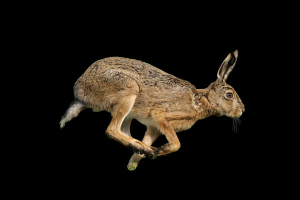 European Hare (Lepus europaeus) in the wild