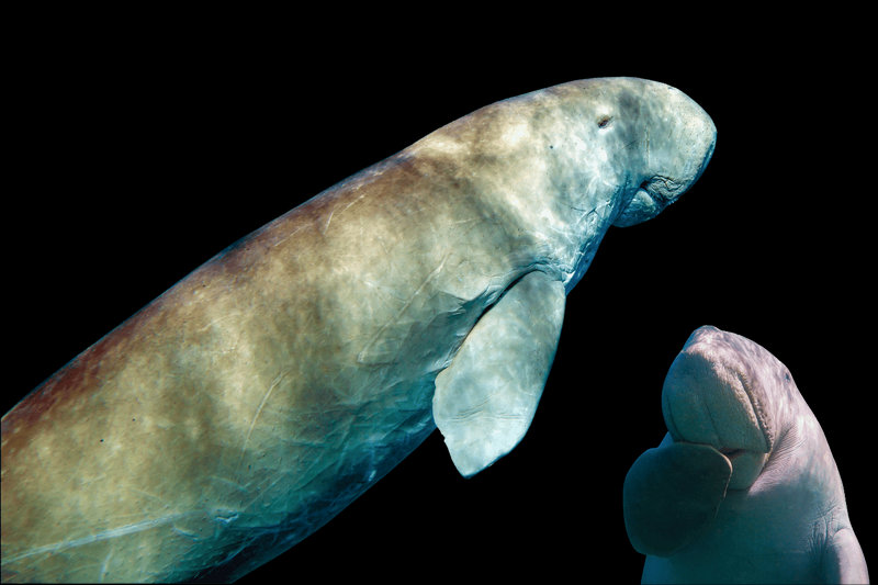 Dugong (Dugong dugon)