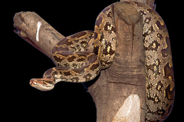 Indian Rock Python (Python molurus) in the wild