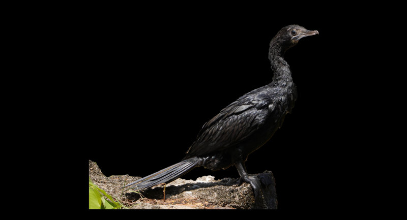 Little Cormorant (Microcarbo niger)
