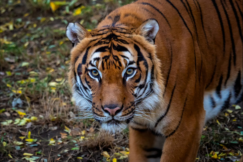 Malayan Tiger (Panthera tigris tigris) — Peninsular Malaysia