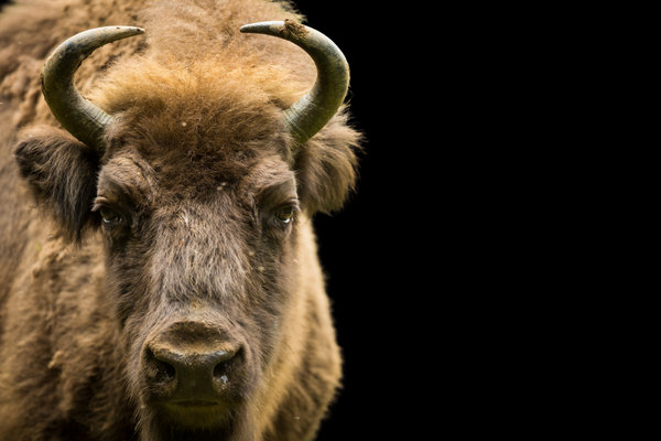 European Bison (Bison bonasus) in the wild