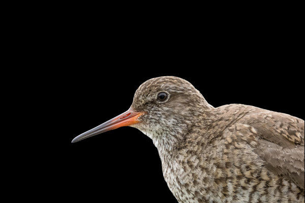 Common Redshank (Tringa totanus)                  in the wild