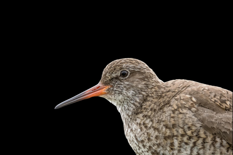 Common Redshank (Tringa totanus)