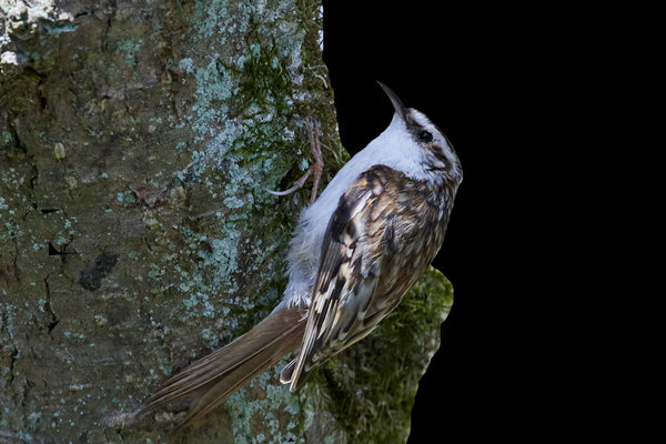 Eurasian Treecreeper (Certhia familiaris) in the wild