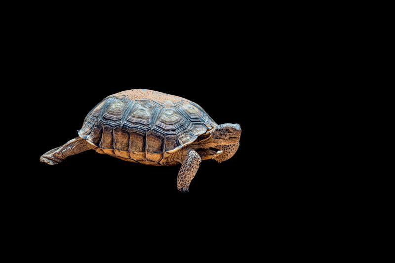 Desert Tortoise (Gopherus agassizii)