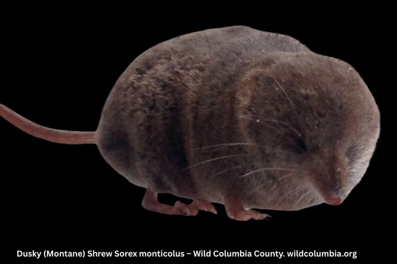 Dusky Shrew (Sorex isodon)