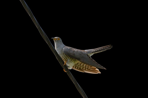 Common Cuckoo (Cuculus canorus) in the wild