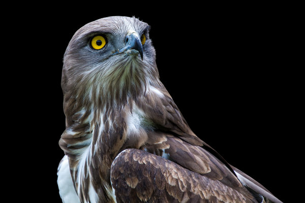 Short-toed Snake-Eagle (Circaetus gallicus) in the wild