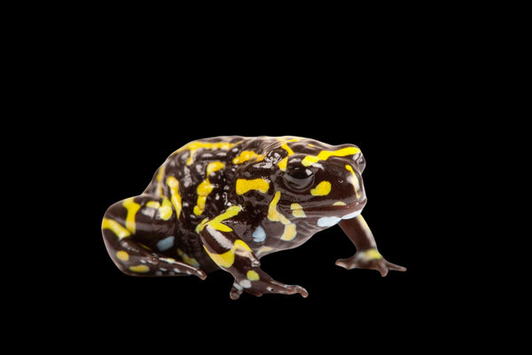 Corroboree Frog (Pseudophryne corroboree) in the wild