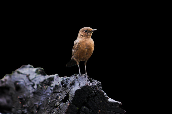 Pied Bushchat (Saxicola caprata) in the wild