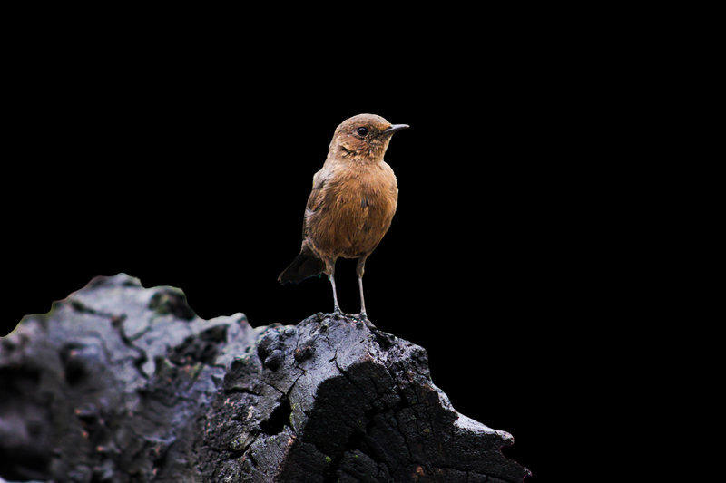 Pied Bushchat (Saxicola caprata)
