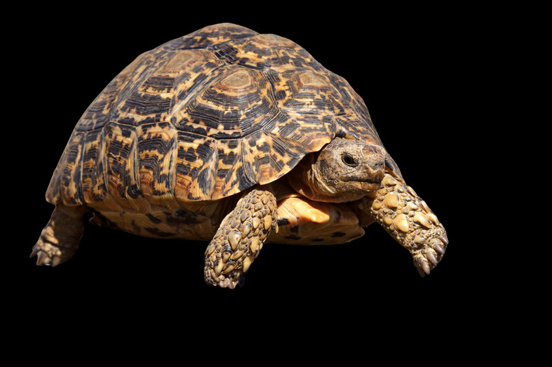 Leopard Tortoise (Stigmochelys pardalis)