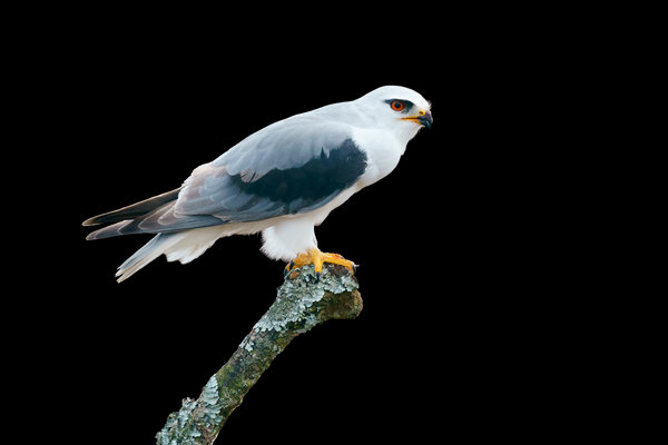 Black-winged Kite (Elanus caeruleus) in the wild