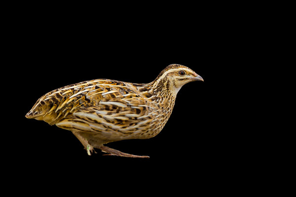 Rain Quail (Coturnix coromandelica) in the wild