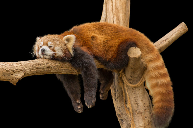 Red Panda (Ailurus fulgens)