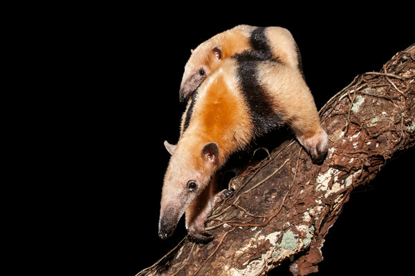 Southern Tamandua (Tamandua tetradactyla) in the wild