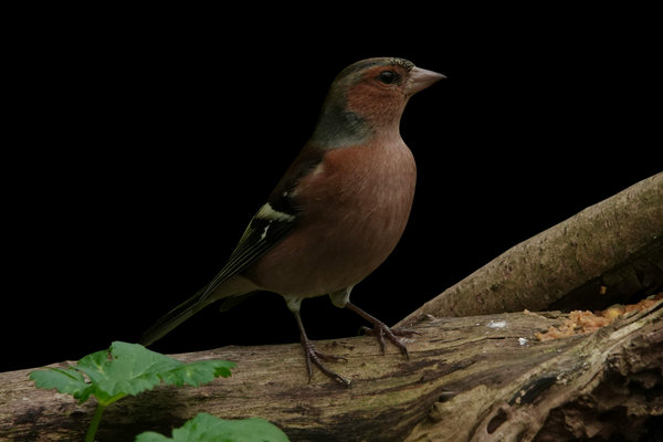Common Chaffinch (Fringilla coelebs) in the wild