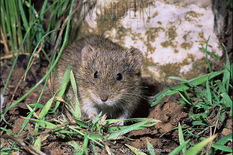 Cabrera's Vole (Microtus cabrerae) — Iberian Peninsula