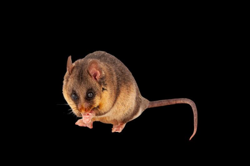 Mountain Pygmy Possum (Burramys parvus) — Restricted to alpine regions of Victoria and New South Wales