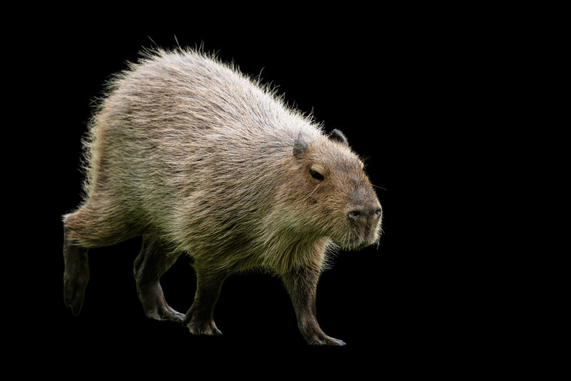 Capybara (Hydrochoerus hydrochaeris)