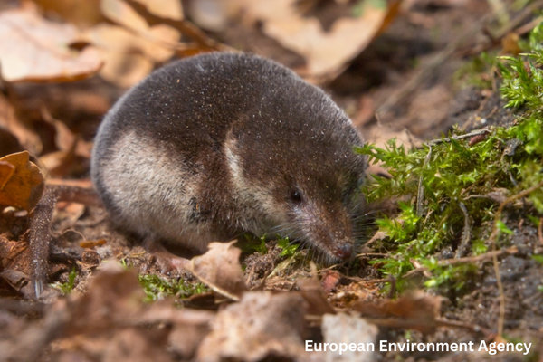 Millet's Shrew (Sorex coronatus) in the wild