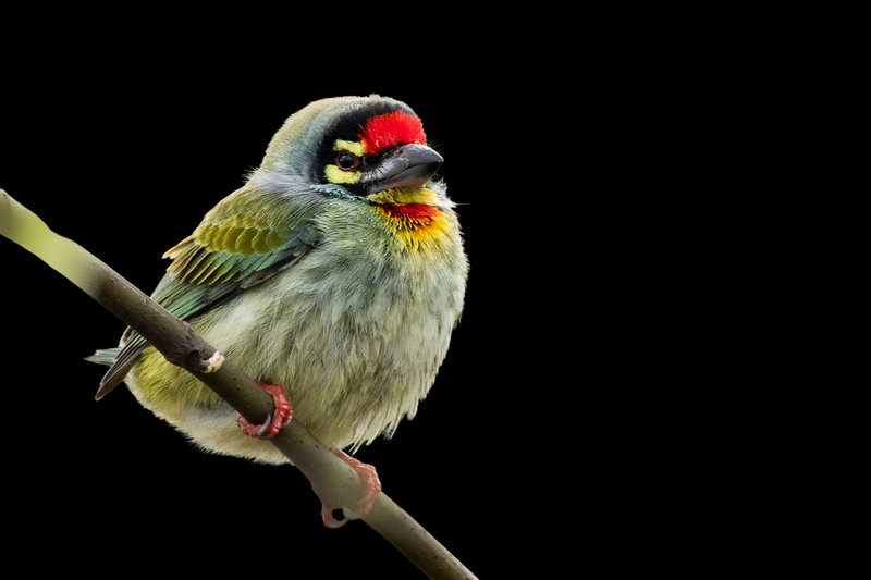 Coppersmith Barbet (Psilopogon haemacephalus)