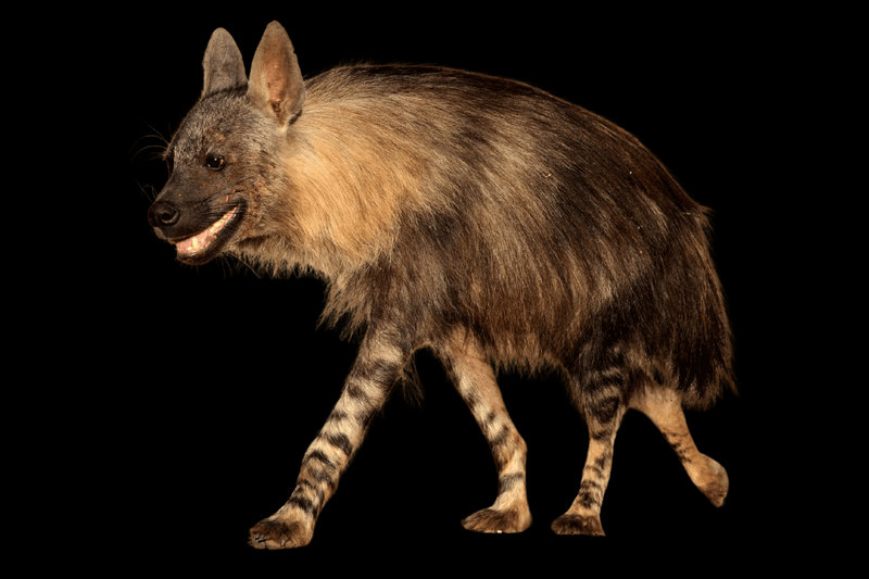 Brown Hyena (Parahyaena brunnea)