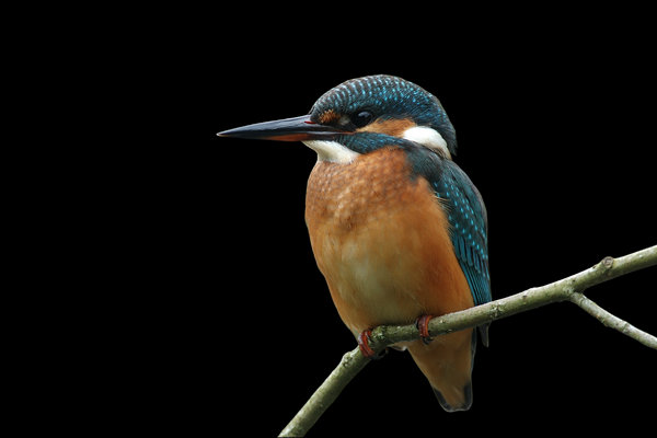 Common Kingfisher (Alcedo atthis) in the wild