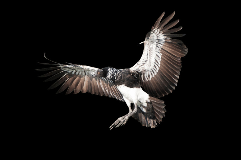 Horned Screamer (Anhima cornuta) — Northern South America
